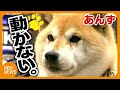 ヒーターの前から動かない