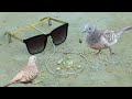 Easy Creative Unique Bird Trap Using Sunglasses | Easy Bird Trap Technology