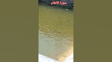 ما تيسر من سورة الأنعام #القرآن_الكريم #اكسبلور #المصحف #تلاوة_خاشعة_تلاوة_هادئة_تلاوة_سورة_الانعام