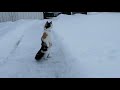 Cat Stands on Hind Legs in Snow - 1019879