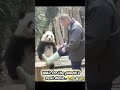 same funny panda's exercises #funny #baby #dothingsyoudontwanttodo #memes