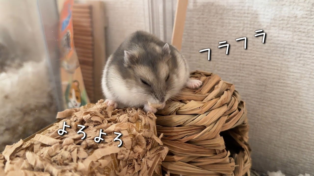 【異変】ソラがヨタヨタ歩き…初めて見る姿に焦る