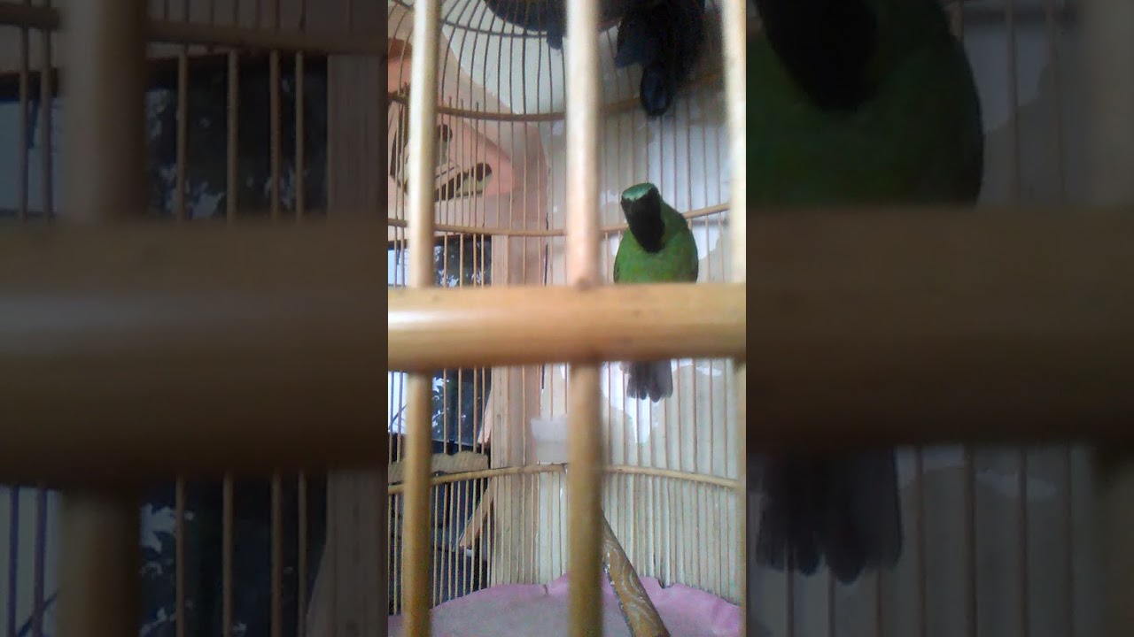Burung murai hijau daun 