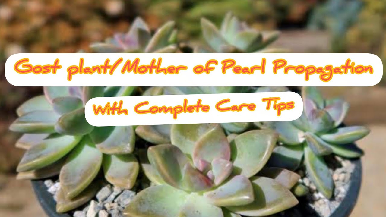 How to Grow&Care Ghost Sucullent withCutting &Repotting?/Gost plant:Best&Easiest Succulents CareTips