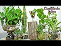 ¿Cómo cultivar plantas de interior en agua? | 10 plantas fáciles de cultivar en agua