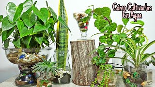 ¿Cómo cultivar plantas de interior en agua? | 10 plantas fáciles de cultivar en agua