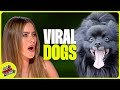 25 VIRAL DOG Videos You MUST See! 🐶🤯