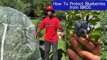How to protect blueberries from birds #garden #gardening