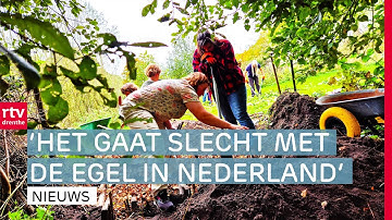 Elim heeft eerste egelburcht van Nederland & wereldrecord simultaandammen gehaald | RTV Drenthe