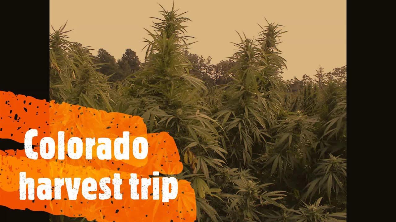my Colorado harvest trip newest strain release '   