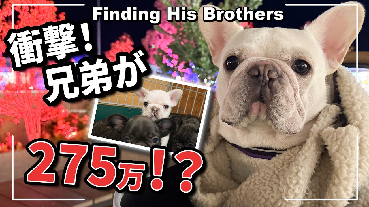 衝撃の275万円！？三井アウトレット岡崎で兄弟を探していたら…まさかの価格に絶句。!【うに太の兄弟探し】＃05