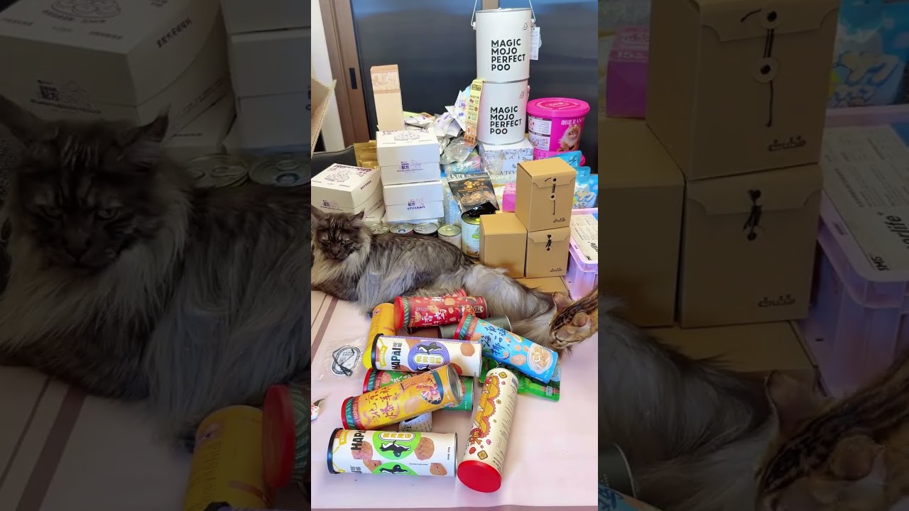 大型新品开箱现场 #沉浸式 #开箱 #养狗日常 #养猫日常#开箱视频