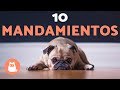 Los 10 mandamientos de un perro - ¿Los cumples todos?