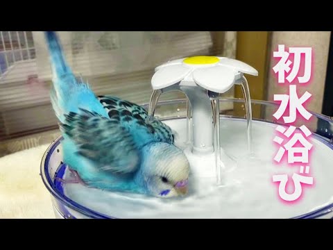 セキセイインコさん 初めの水浴び成功 Youtube