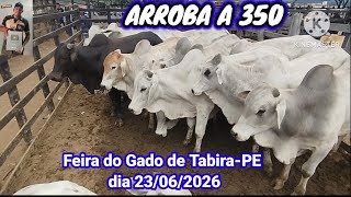 Feira do Gado de Tabira-PE / Arroba de Boi a 350 Reais / Dia 23/06/2026