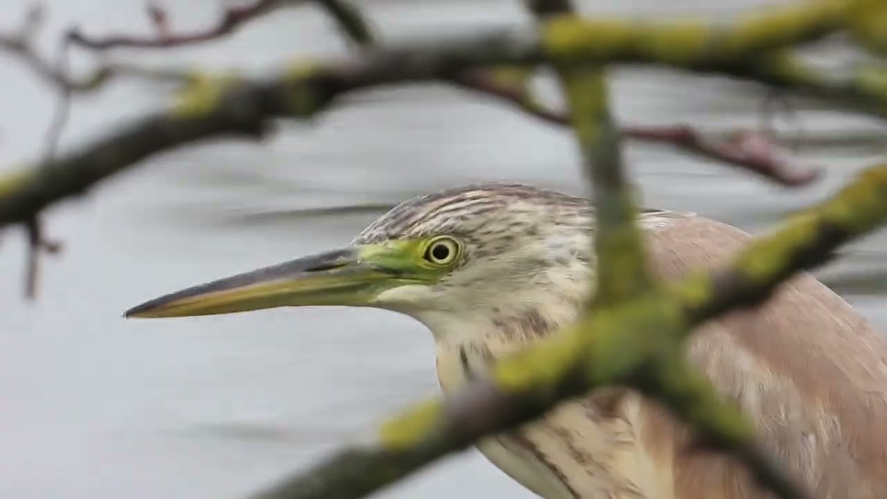 Ralreiger Schelphoek /Squacco Heron (Ardeola ralloides)