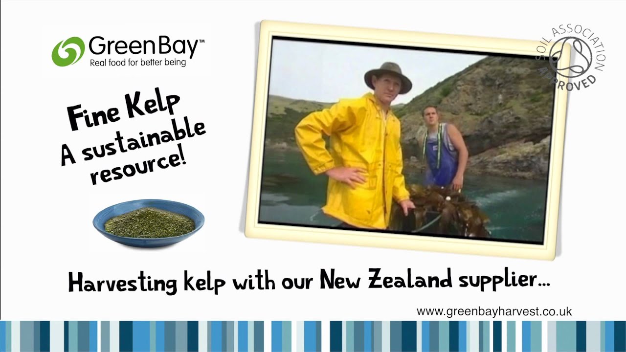 How fast does green bay kelp grow youtube