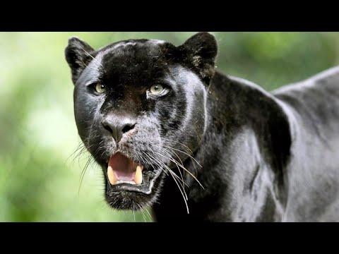 Бейне: 50 жастағы Қара пантера: Наоми Кэмпбеллдің сұлулық эволюциясы