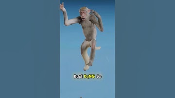 hình dạng của một con chuột khi biến thành sô-cô-la đen.