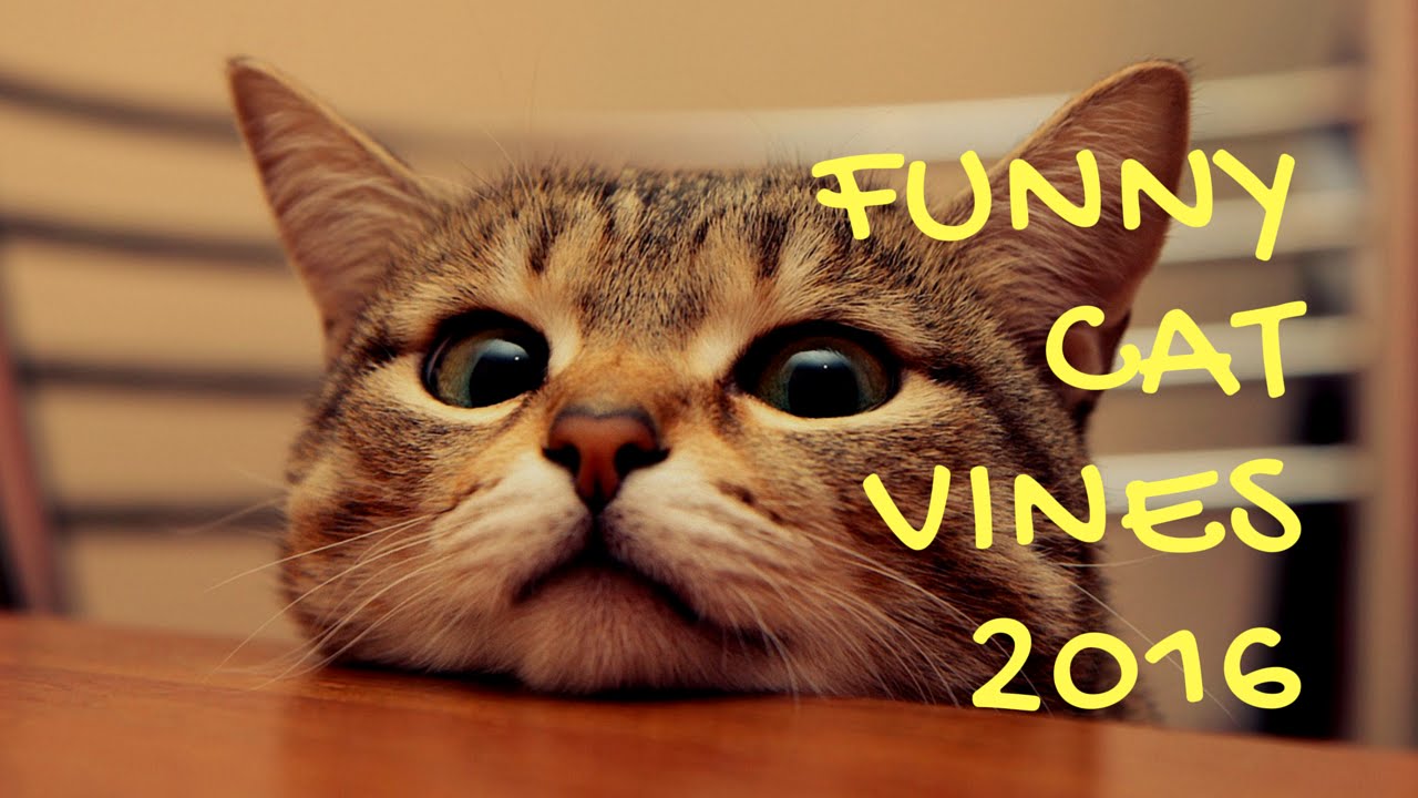 New Funny Cat Vines July 2016 - YouTube