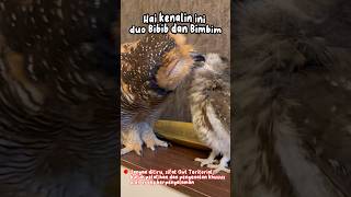 Bibib dan Bimbib duo Owl gemesin #burunghantu #owl #animal #funny