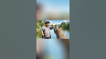 Capybara câu cá bị bống béo cướp #trending #funny #ytshorts #ai #capybara