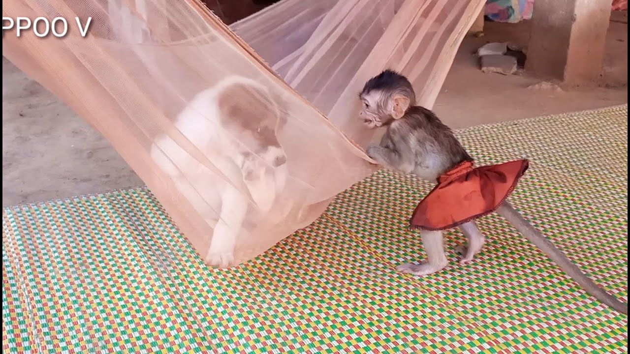 Tiny Janny planing Jump with Bro Loukey  / Janny feeling  Happy with Bro Loukey