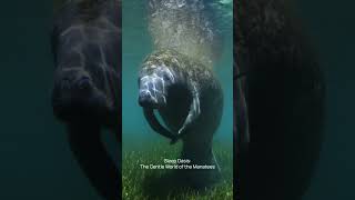 Sleep Oasis  The Gentle World of Manatees