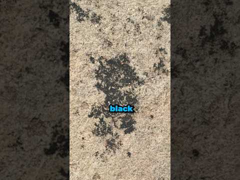 How Interesting Shortsfeed