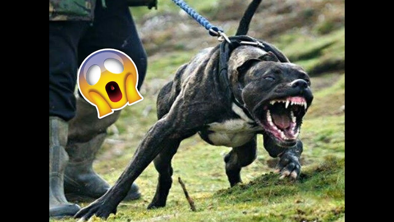 10 cani da guardia più pericolosi