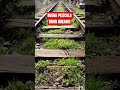 El Verdadero Significado del Tren en Train Dreams