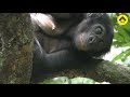 Resting, relaxing, and sleeping among wild bonobos!【Observations of Bonobos #8】
