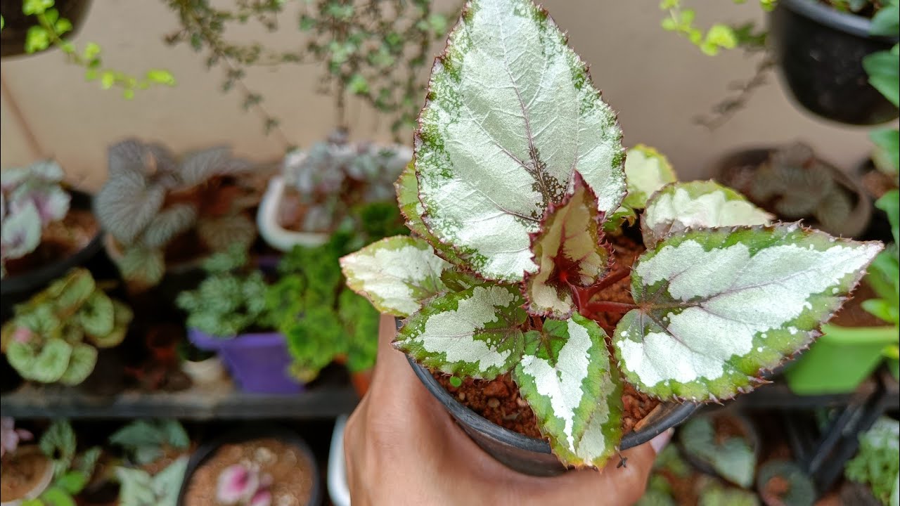 Begonia varieties in Malayalam |Online Sale | 