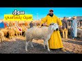 مباشرة من سوق سبت بن ساسي الخروف المغربي ثمن في مراكش 