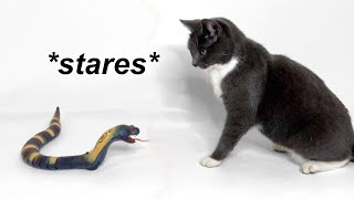 Cats React to Fake Snake by The Pet Outlet 11,262 views 1 year ago 4 minutes, 15 seconds