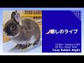 【癒しライブ】うさぎのウルフねむねむ定点 🌙 まったり夜時間|Cozy Rabbit Night