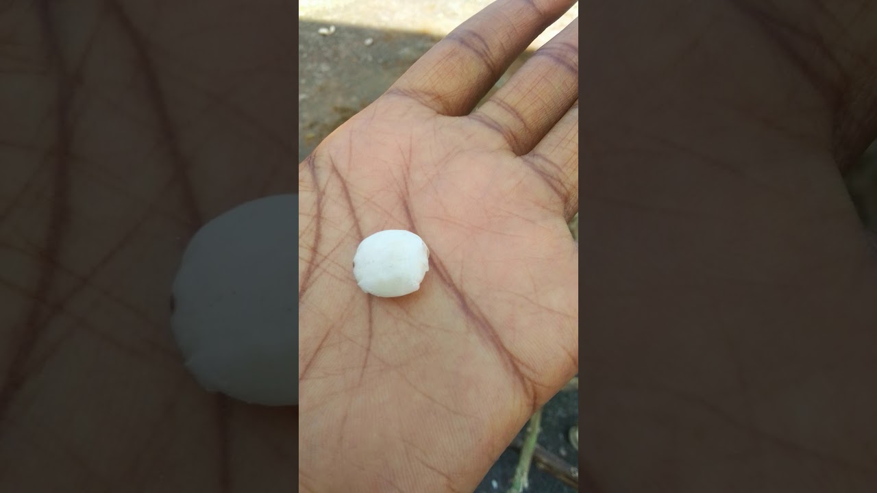 castor seed for family planning