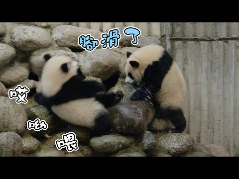 《熊貓早晚安》滾滾們的戰鬥止於一場意外 | iPanda熊貓頻道