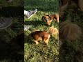 My friend’s dogs russian toy terrier の動画、YouTube動画。