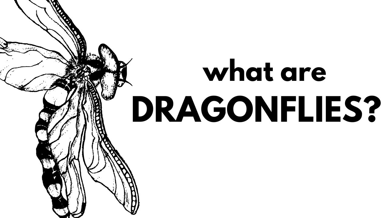 What Are Dragonflies?