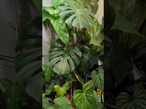 Video: Informace o rostlině pichlavého štíra ocasu – tipy na péči o pichlavý ocas štíra