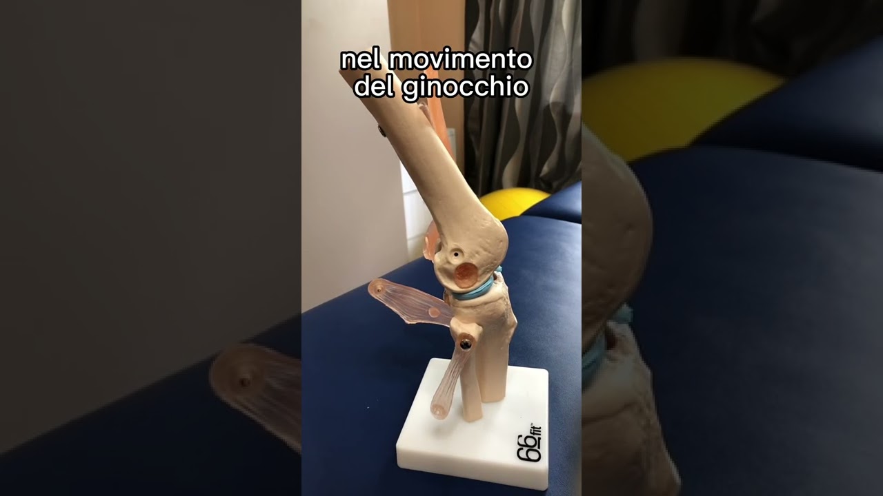 Legamenti crociati anteriore e posteriore.