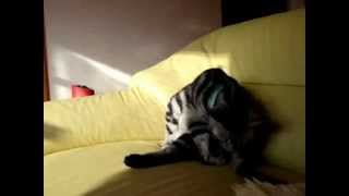 20090127_2302_051b399298c22f0b9abcd2c724a13d46.flv