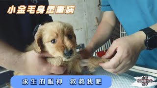 小金毛患重病被遗弃，強烈的求生眼神让人心痛，小迟百感交集   －Dog rescue in China-   20210616