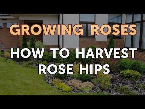 Vídeo: O que são Rose Hips: dicas sobre como colher Rose Hips do jardim