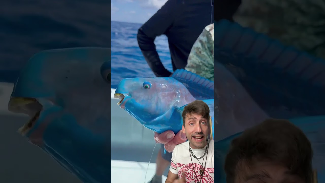 Рыбы-попугаи украшают пляжи 👀