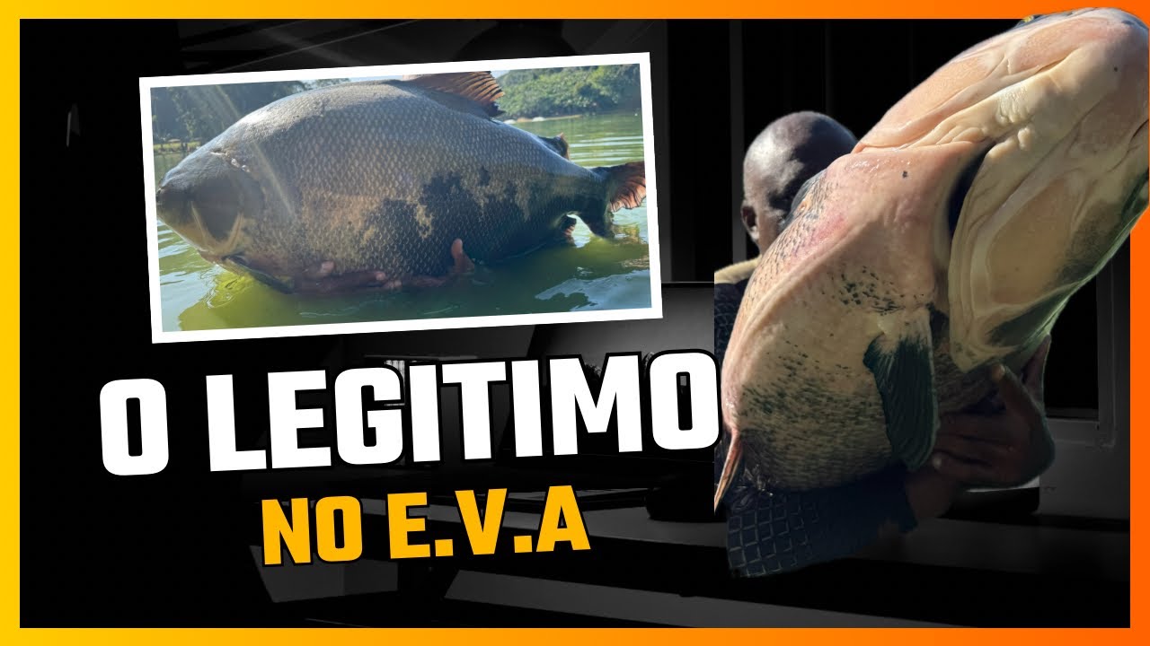 UM DOS MAIORES TAMBAQUIS DO BRASIL/PESQUEIRO 3 IRMÃOS