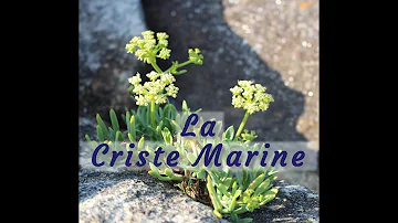 Quels sont les bienfaits de la criste marine ?