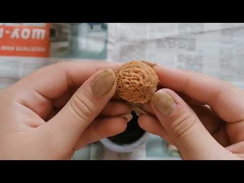 как посадить нектарин из косточки. подробное объяснение.
