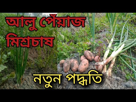 ভিডিও: একটি প্যানে বেকন এবং পেঁয়াজ দিয়ে কীভাবে আলু ভাজবেন